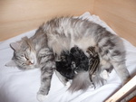Katzenmama Arielle mit ihren 5 Jungen.